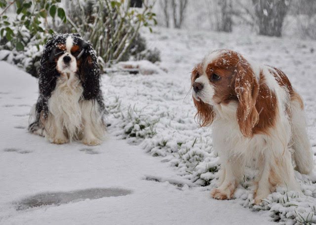 des cavaliers de cecvan - June et Sailly
