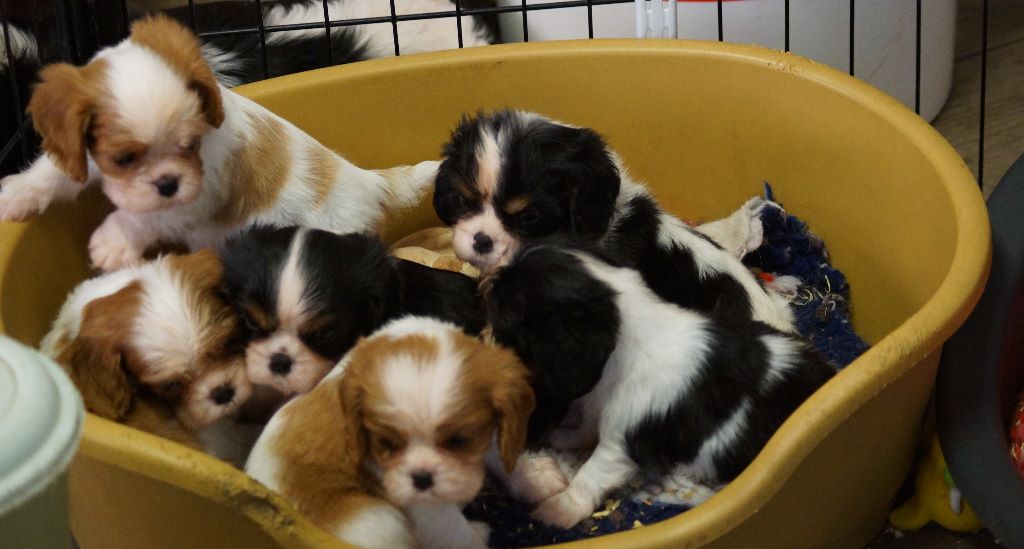 des cavaliers de cecvan - Nouvelle photos des bébés