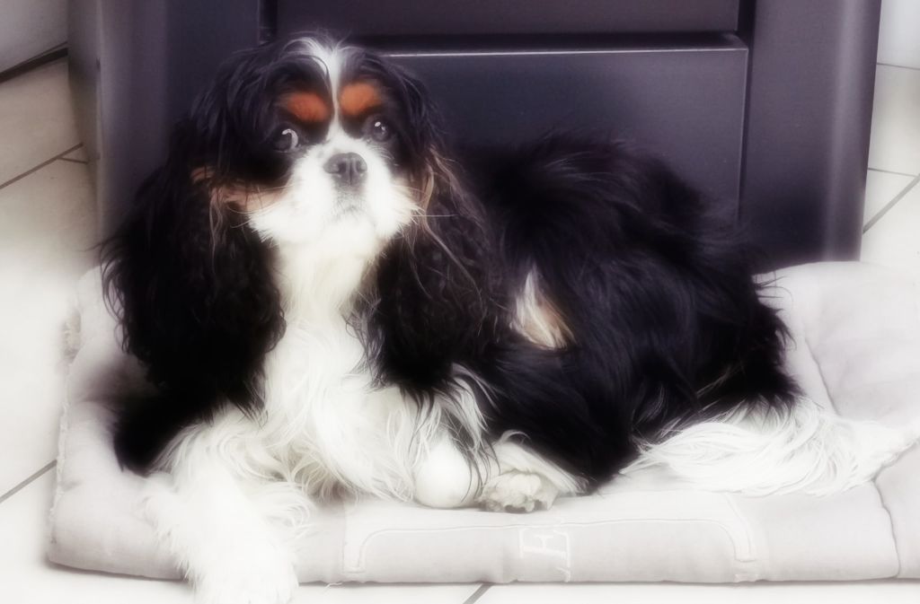 des cavaliers de cecvan - Peyton