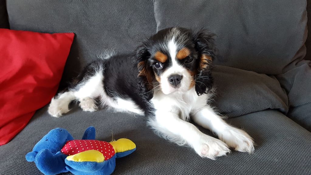 des cavaliers de cecvan - Owen