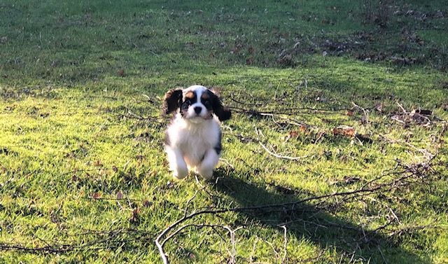des cavaliers de cecvan - Owen