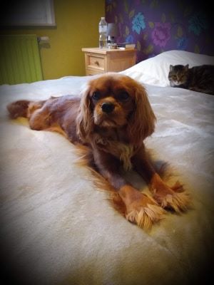 des cavaliers de cecvan - Pouppy