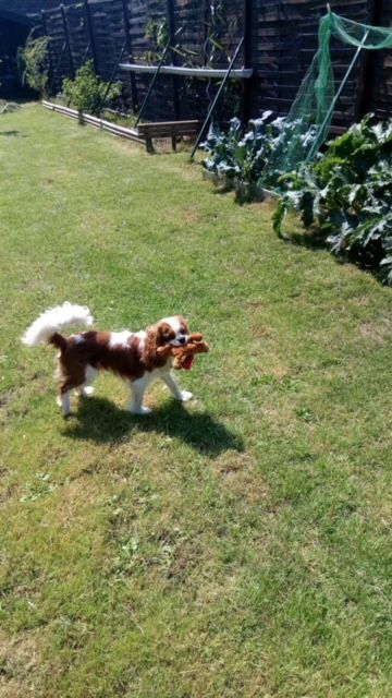 des cavaliers de cecvan - Royal Ruby
