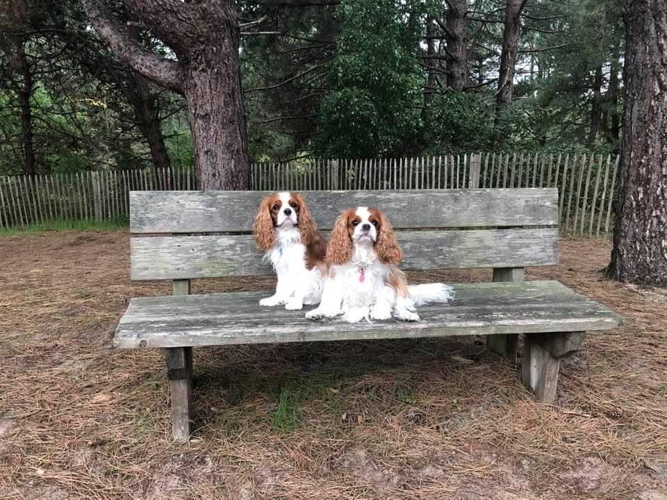 des cavaliers de cecvan - Léna & Ollie