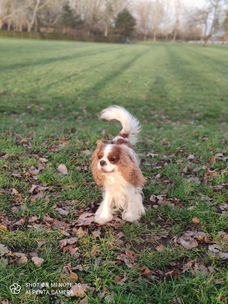 des cavaliers de cecvan - Ruby