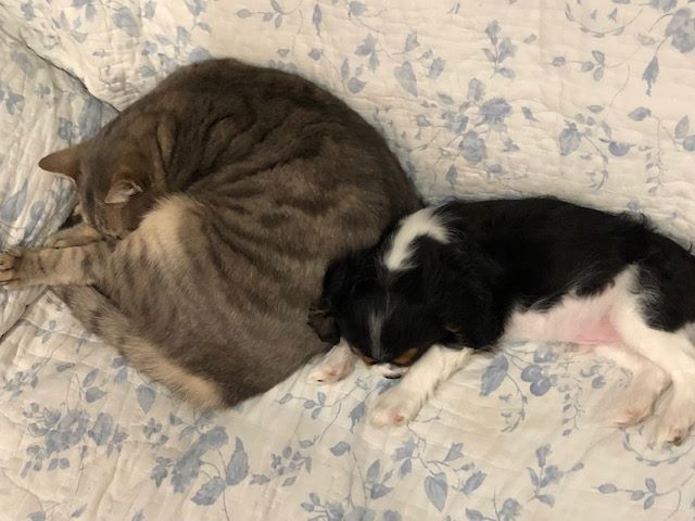 des cavaliers de cecvan - Petit Oscar et son copain le chat
