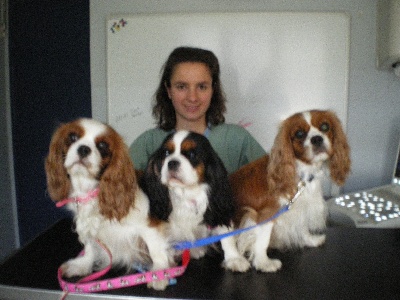 des cavaliers de cecvan - Visite chez le vétérinaire