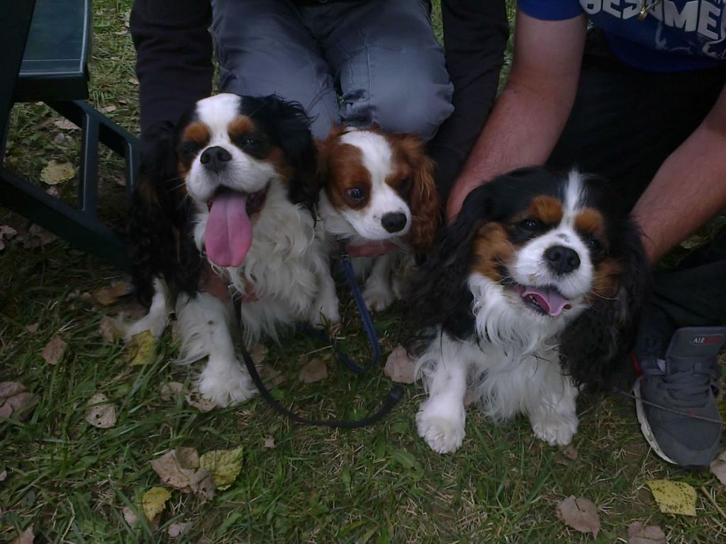 des cavaliers de cecvan - Jango