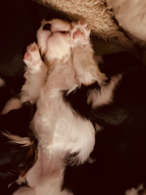 des cavaliers de cecvan - Petit bébé
