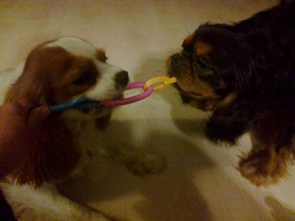 des cavaliers de cecvan - Morning et Lenny