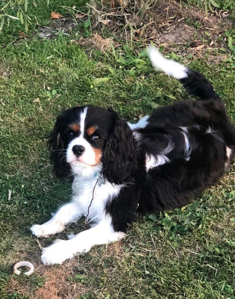 des cavaliers de cecvan - Snoopy