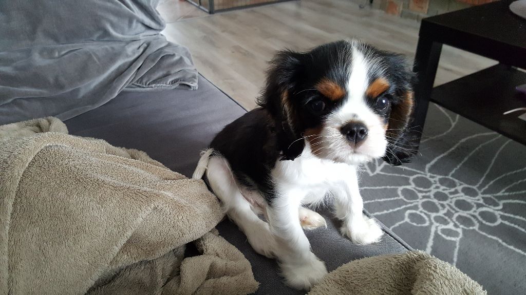 des cavaliers de cecvan - Nicky