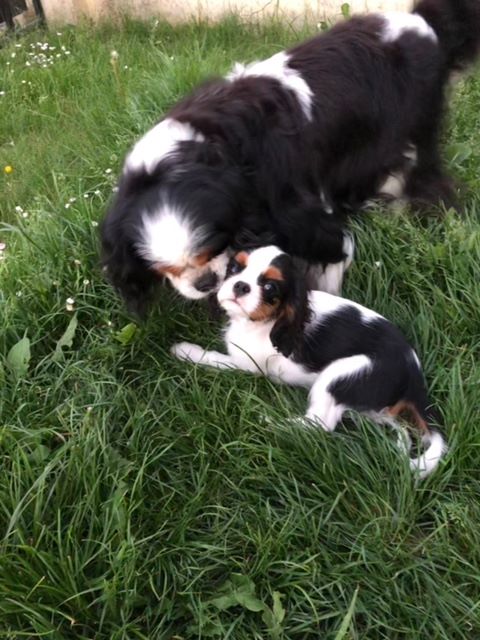des cavaliers de cecvan - Dior et Bull
