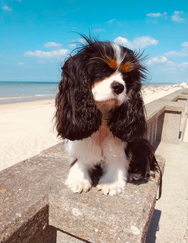 des cavaliers de cecvan - Ruby