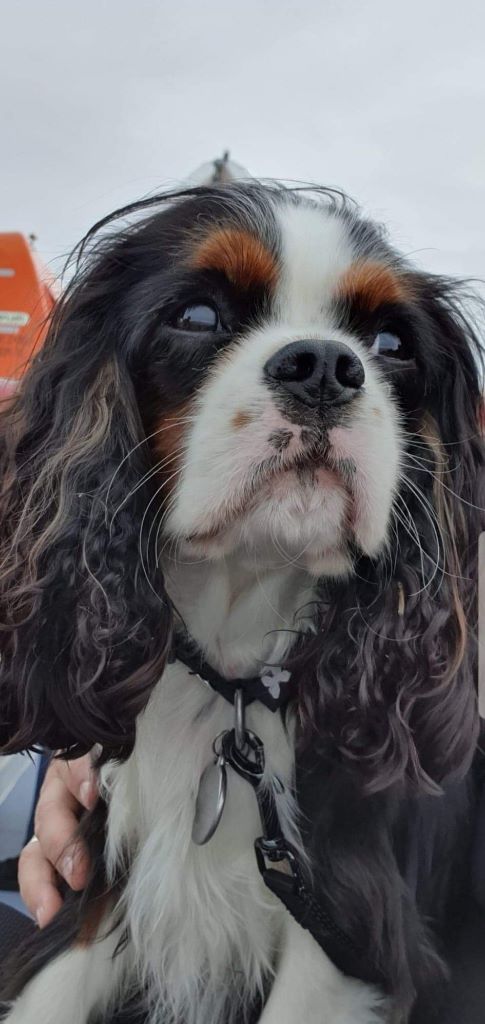 des cavaliers de cecvan - Obiwan