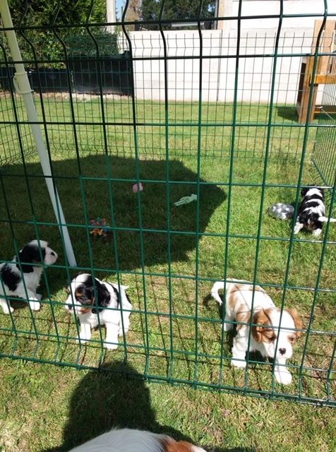 des cavaliers de cecvan - Les bb de Mickey