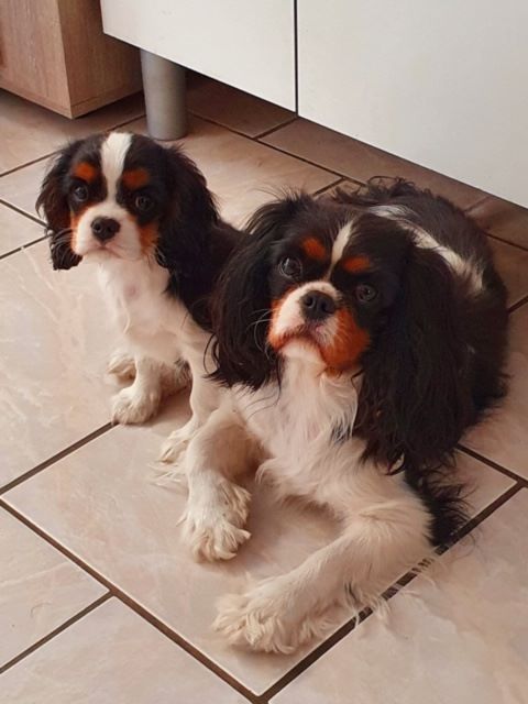 des cavaliers de cecvan - Narnia et Rose