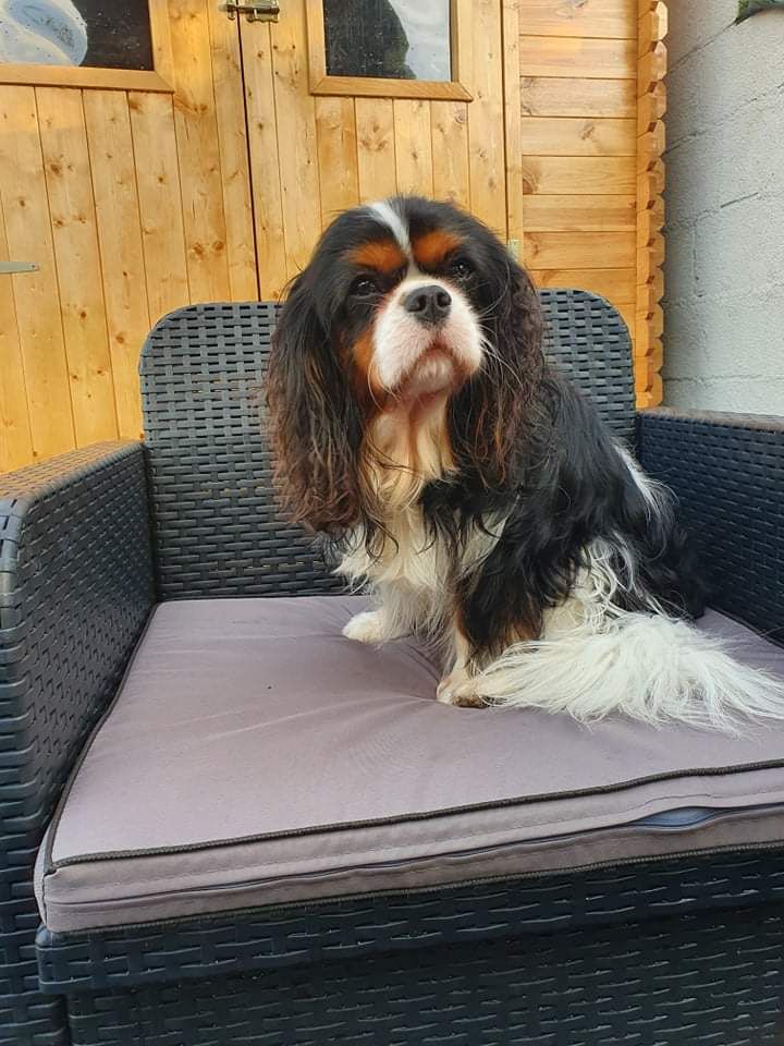 des cavaliers de cecvan - Peanut's