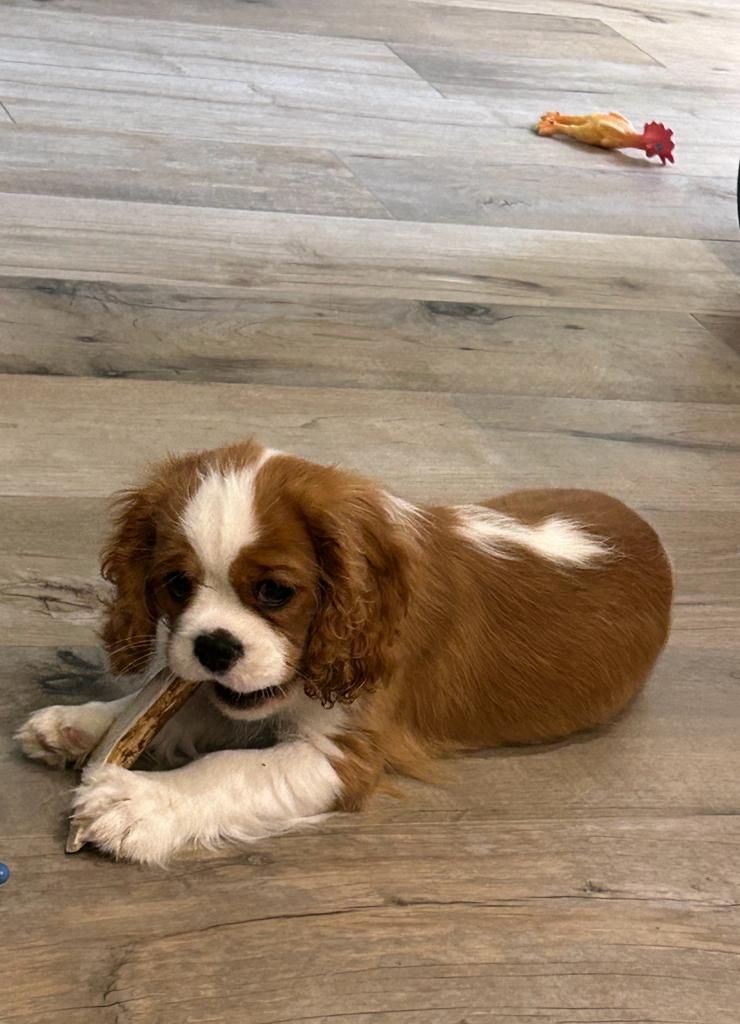 des cavaliers de cecvan - Marley