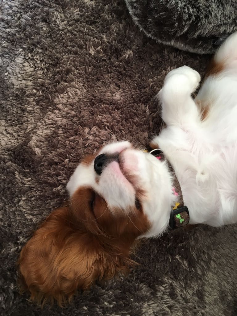 des cavaliers de cecvan - Lily