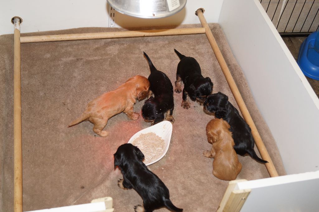 des cavaliers de cecvan - Premier repas des bébés