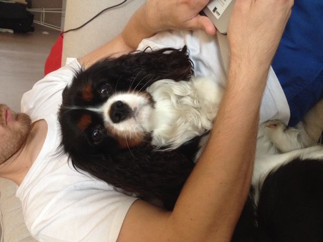 des cavaliers de cecvan - Pongo