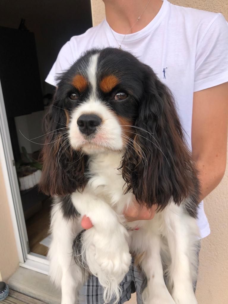 des cavaliers de cecvan - Snoopy