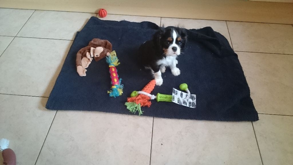 des cavaliers de cecvan - Des nouvelles de Neivy