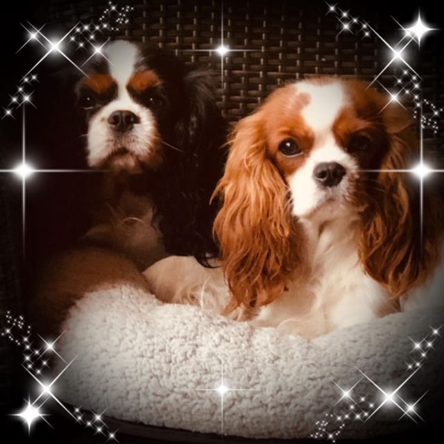 des cavaliers de cecvan - Mickey et Duchesse