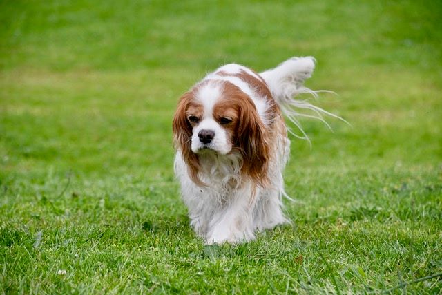 des cavaliers de cecvan - Saly