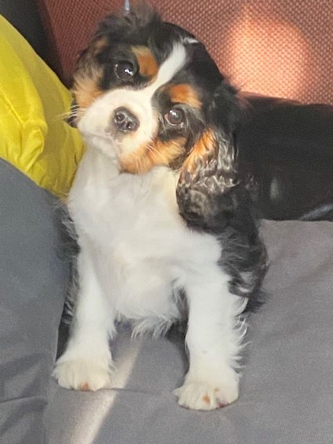 des cavaliers de cecvan - Snow Belle