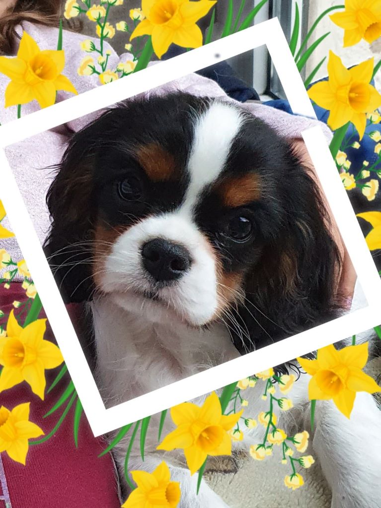 des cavaliers de cecvan - Rose