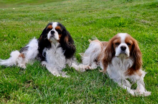 des cavaliers de cecvan - June et Sally