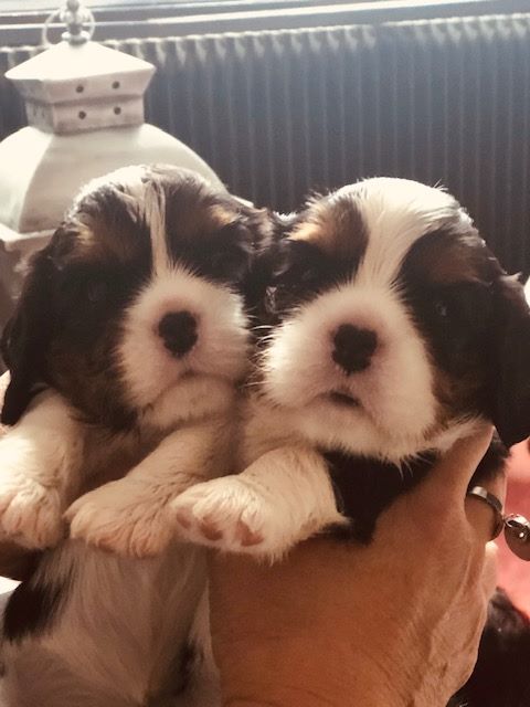 des cavaliers de cecvan - Les bébés