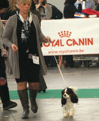 des cavaliers de cecvan - Expo Mouscron