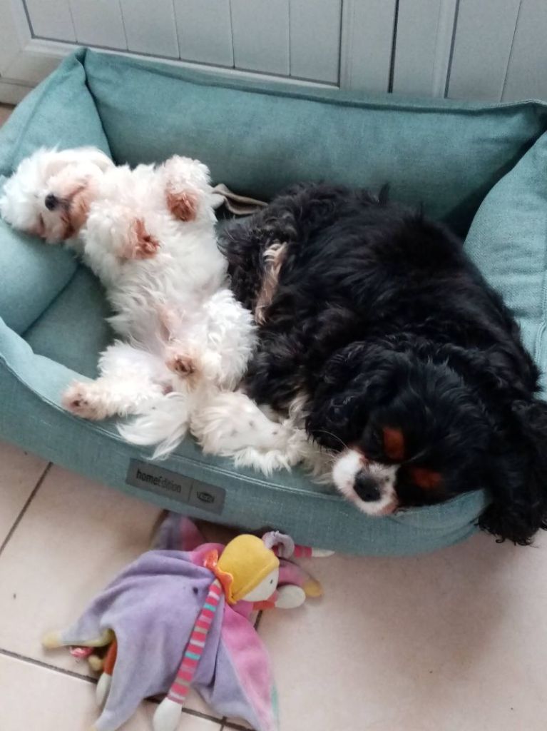 des cavaliers de cecvan - Pilou et Pixel