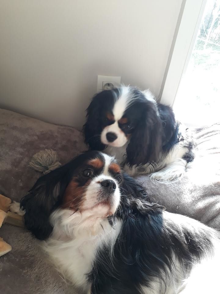 des cavaliers de cecvan - Hija et Neya
