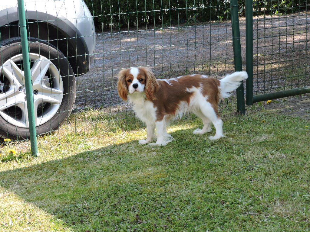 des cavaliers de cecvan - Moskito