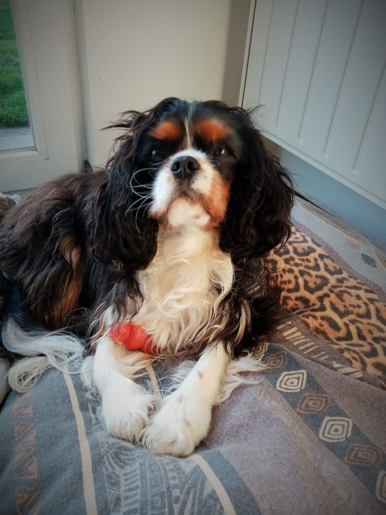 des cavaliers de cecvan - Pilou