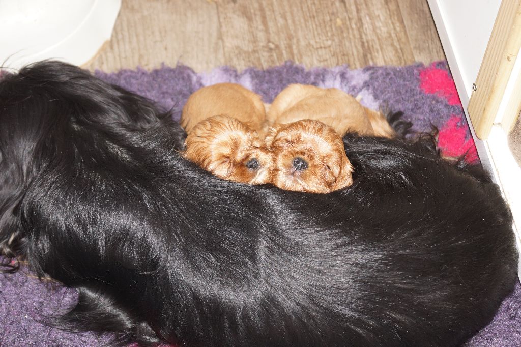 des cavaliers de cecvan - Mes 2 rubynettes