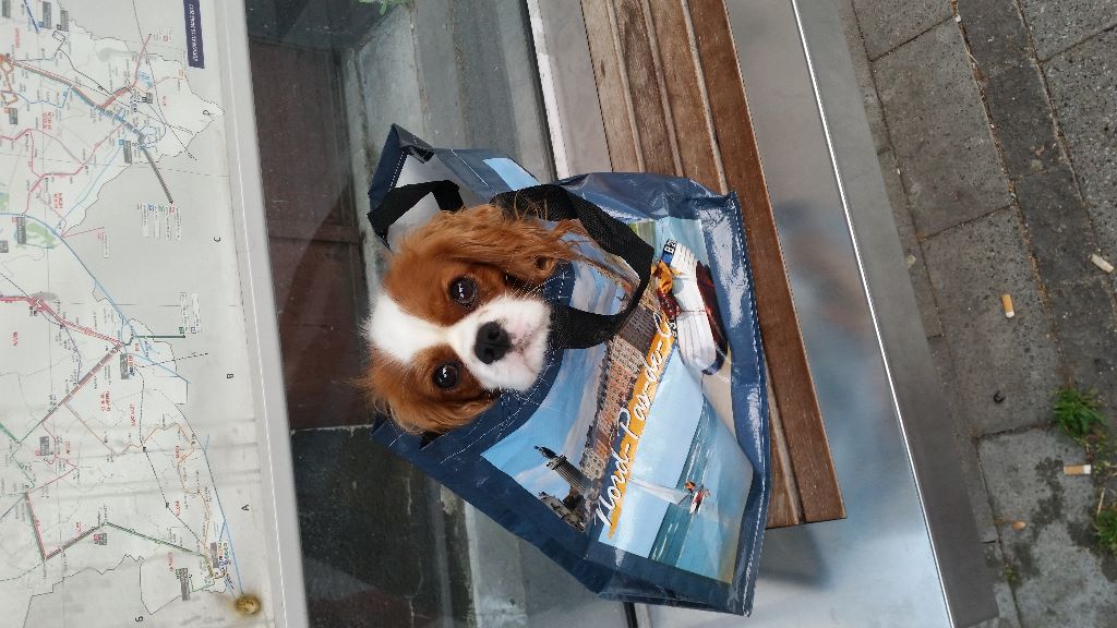 des cavaliers de cecvan - Mowgli