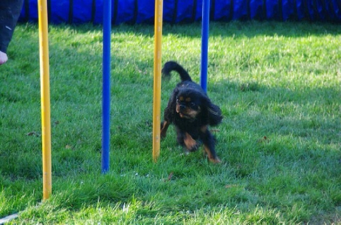 des cavaliers de cecvan - Houston un superbe petit lou