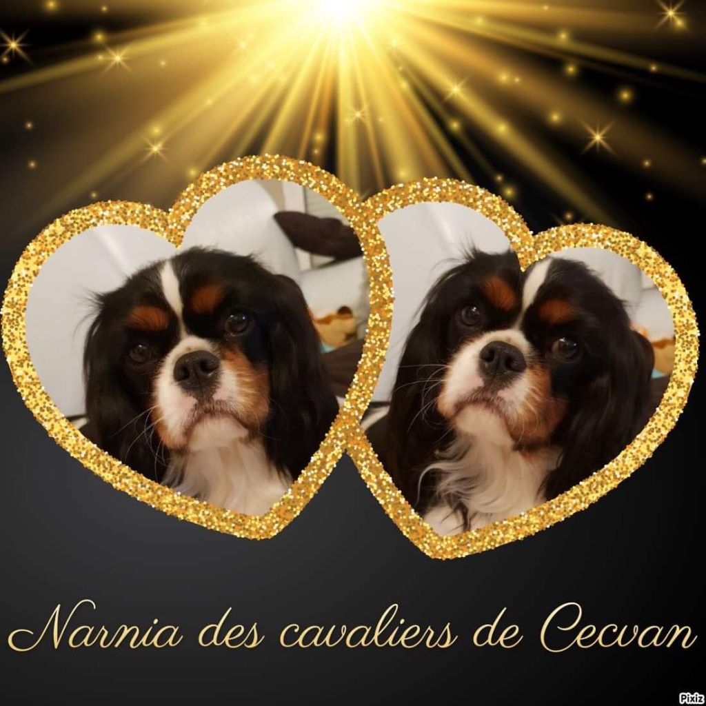 des cavaliers de cecvan - Narnia