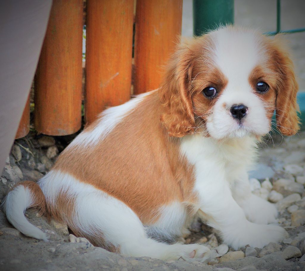 des cavaliers de cecvan - O'Lilly