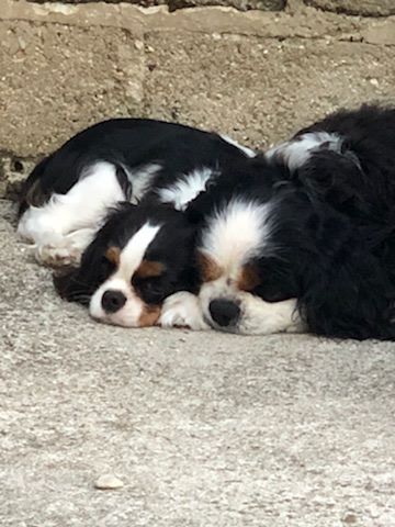 des cavaliers de cecvan - Only You (Dior) et Bull