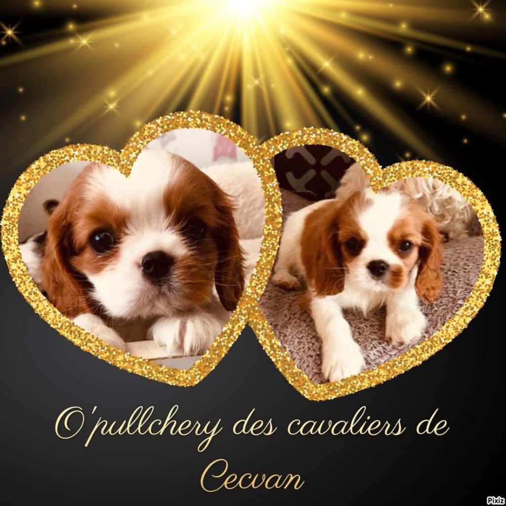 des cavaliers de cecvan - O'Pullchéry