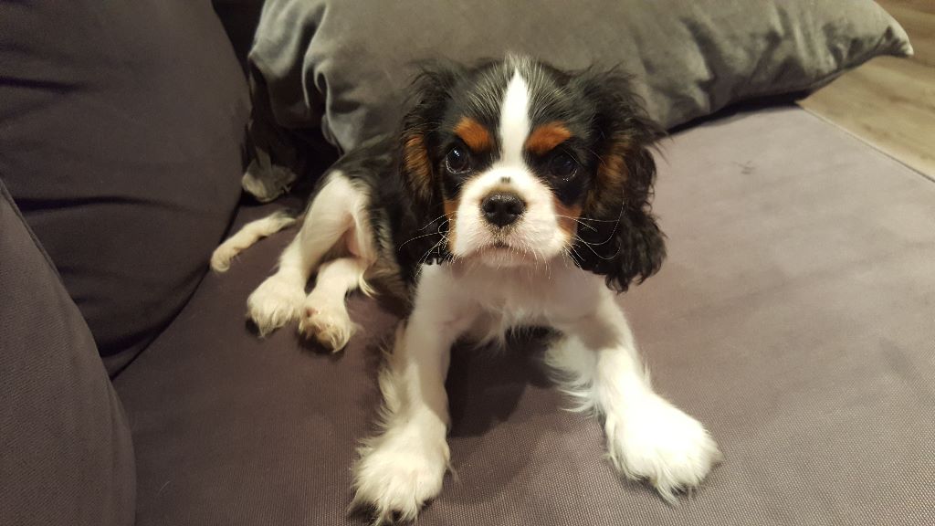 des cavaliers de cecvan - Nicky le portrait de papa Mickey