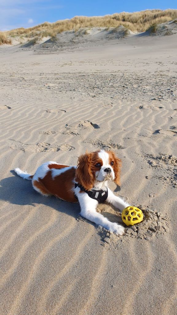 des cavaliers de cecvan - Charlie