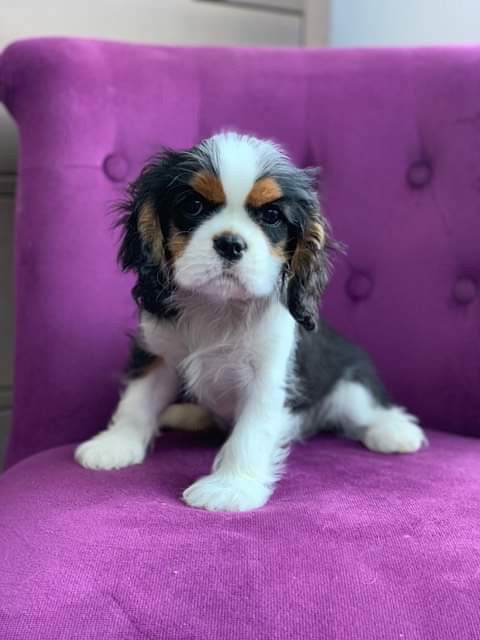 des cavaliers de cecvan - Pink Flyod