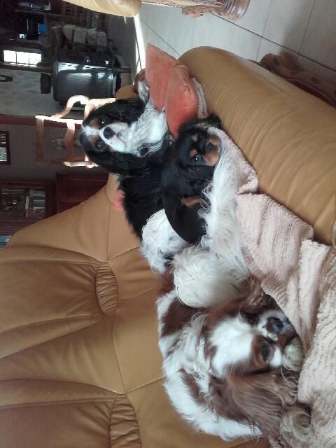 des cavaliers de cecvan - Norka